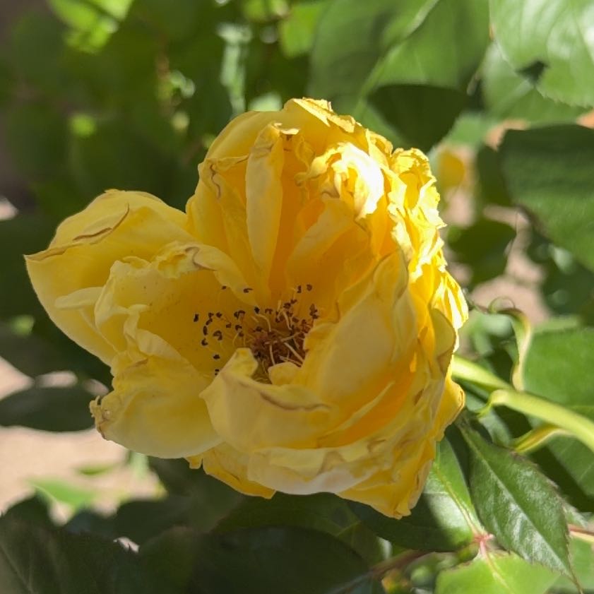 Photo of the plant species Hybrid Tea Rose by @ClearFernmoss89 named Emerson on Greg, the plant care app