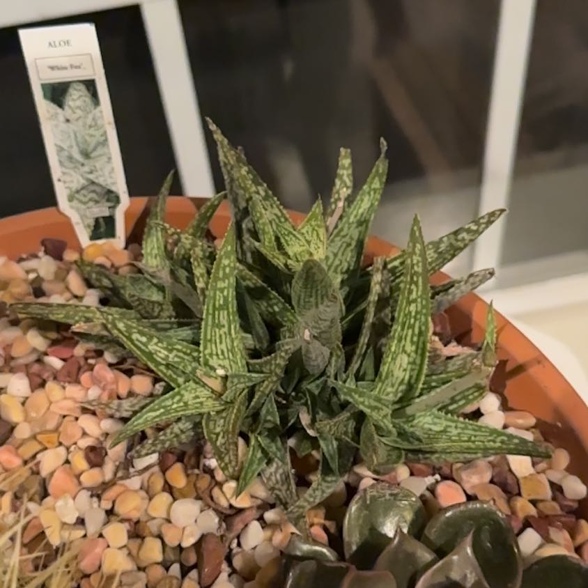 Photo of the plant species Aloe 'White Fox' by @DynamicPuriri89 named Robert Plant on Greg, the plant care app