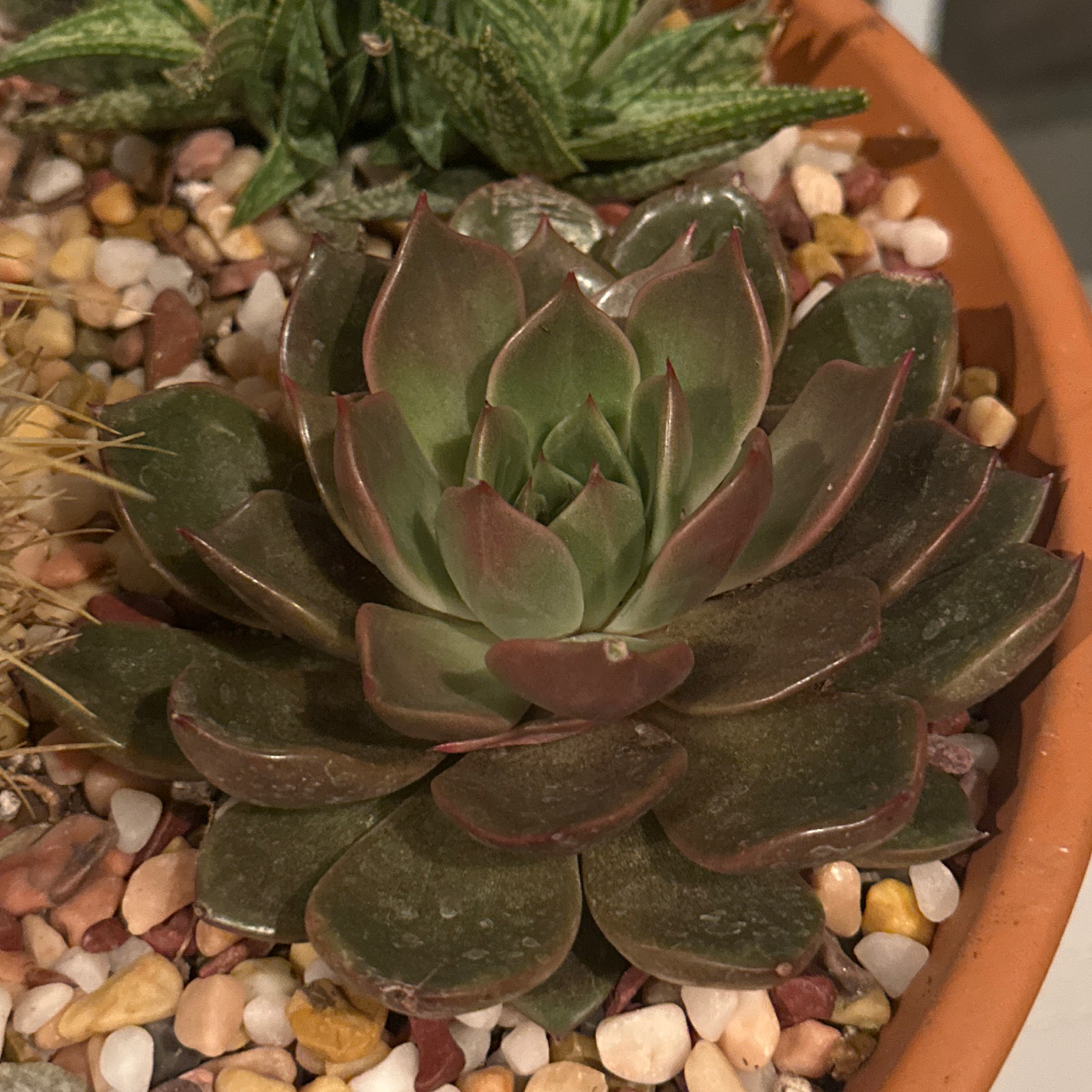 Photo of the plant species Mariposa by @DynamicPuriri89 named Gaga on Greg, the plant care app
