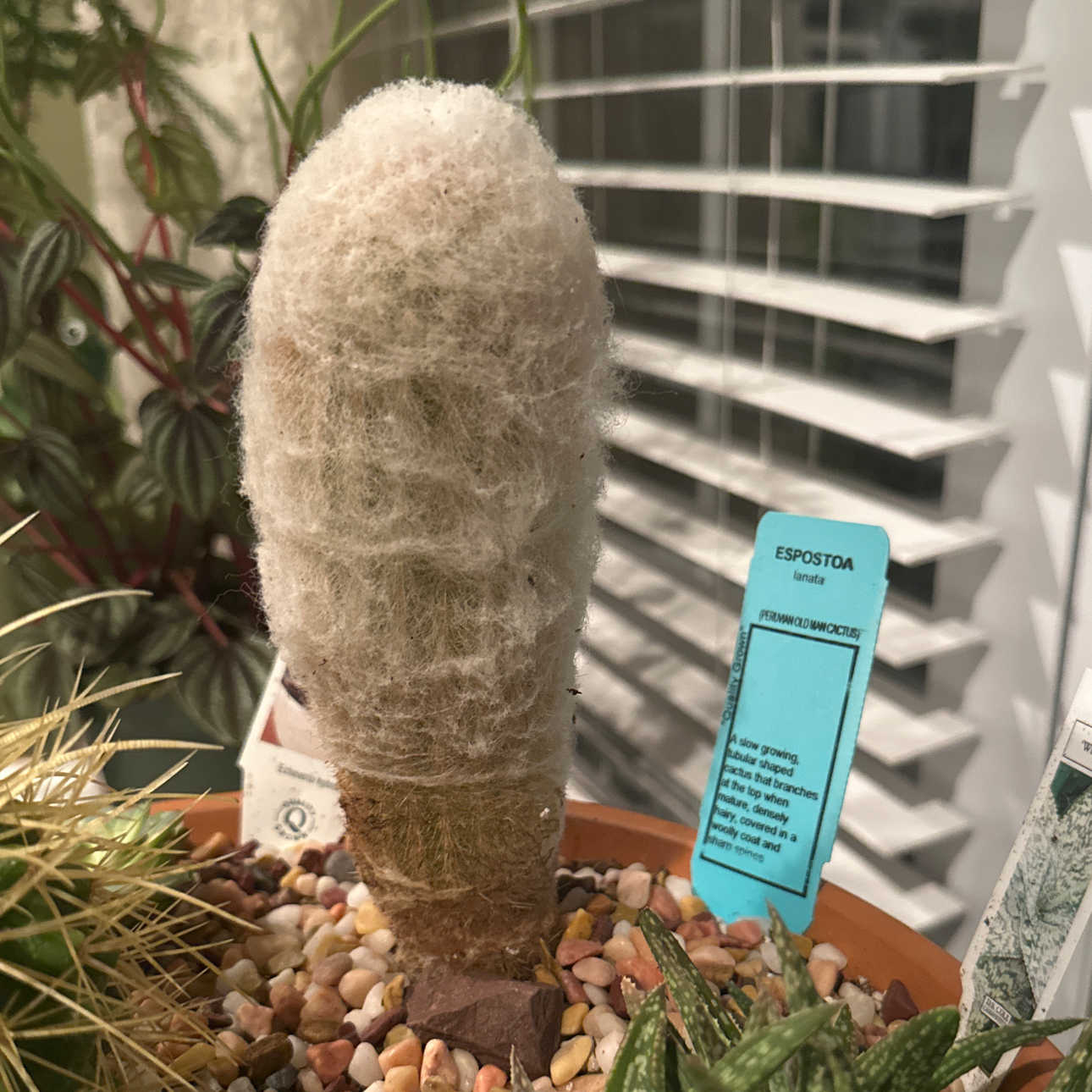 Photo of the plant species Peruvian Old Man Cactus by @DynamicPuriri89 named Anne on Greg, the plant care app