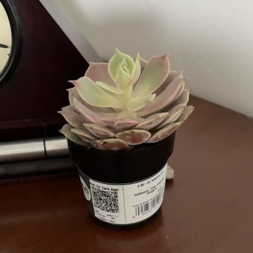 Photo of the plant species Echeveria 'Pink Diamond' by @SwellKanna52 named Scarlett on Greg, the plant care app