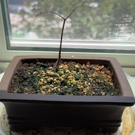 Photo of the plant species Japanese Zelkova by @GoodQuince38 named Hubert on Greg, the plant care app