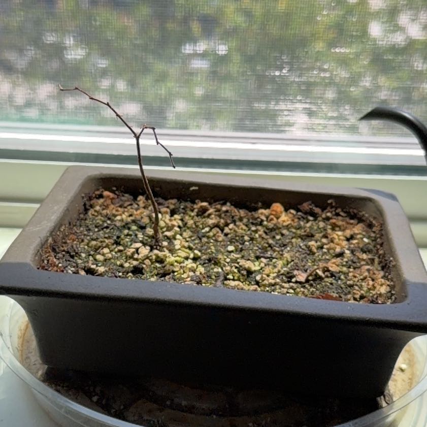 Photo of the plant species Japanese Zelkova by @GoodQuince38 named Pubert on Greg, the plant care app