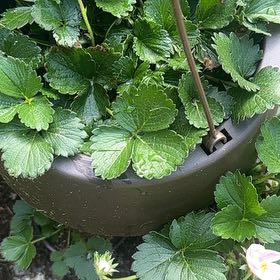 Photo of the plant species Beach Strawberry by @PureDidelta80 named Gobi on Greg, the plant care app