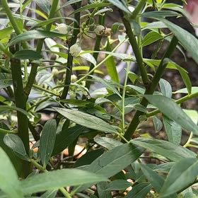Photo of the plant species Blueberry Pink by @PureDidelta80 named Harmony on Greg, the plant care app