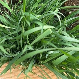 Photo of the plant species Spelt Wheat by @PureDidelta80 named Stella on Greg, the plant care app