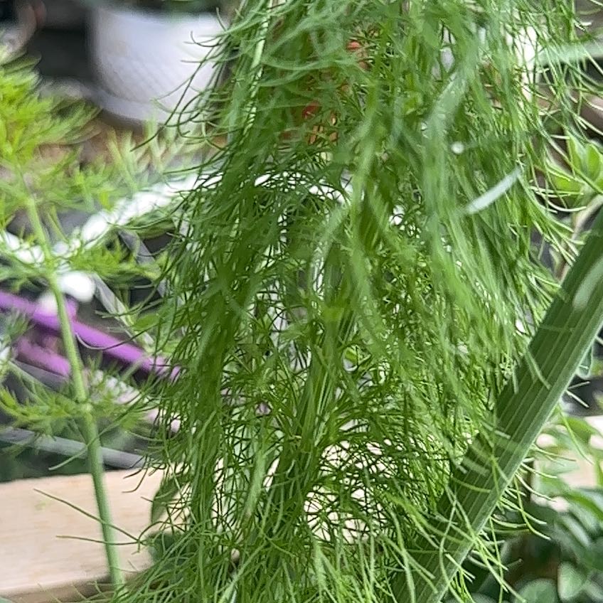 Photo of the plant species Wild Carrot by @PureDidelta80 named Winston on Greg, the plant care app