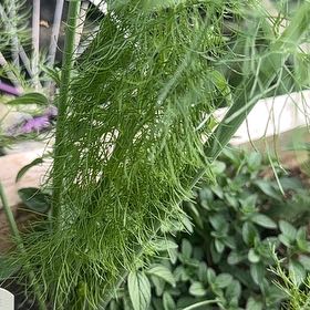 Photo of the plant species Dog Fennel by @PureDidelta80 named Gregarious on Greg, the plant care app