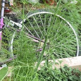 Photo of the plant species Dill by @PureDidelta80 named Beckham on Greg, the plant care app