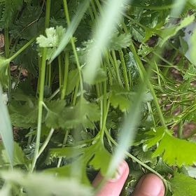 Photo of the plant species cilantro by @PureDidelta80 named Kobe on Greg, the plant care app