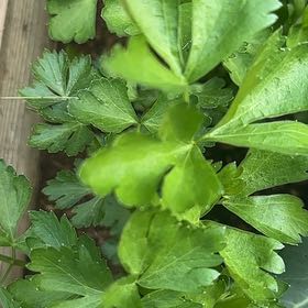 Photo of the plant species Leaf Celery by @PureDidelta80 named Sonora on Greg, the plant care app