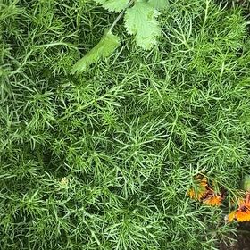 Photo of the plant species Chamomile by @PureDidelta80 named Prince on Greg, the plant care app