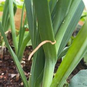 Photo of the plant species Leek 'King Richard' by @PureDidelta80 named Maya on Greg, the plant care app