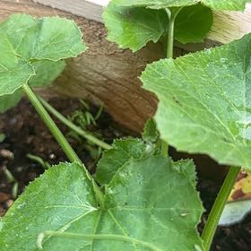 Photo of the plant species Zucchini by @PureDidelta80 named Messi on Greg, the plant care app
