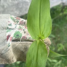 Photo of the plant species Asiatic Dayflower by @PureDidelta80 named Zion on Greg, the plant care app
