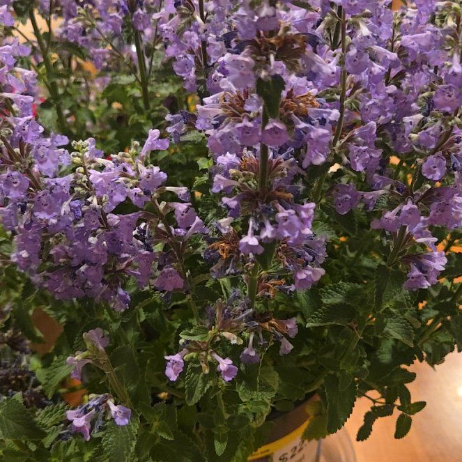 Photo of the plant species Wall Germander by @JazzedRhodora88 named Messi on Greg, the plant care app