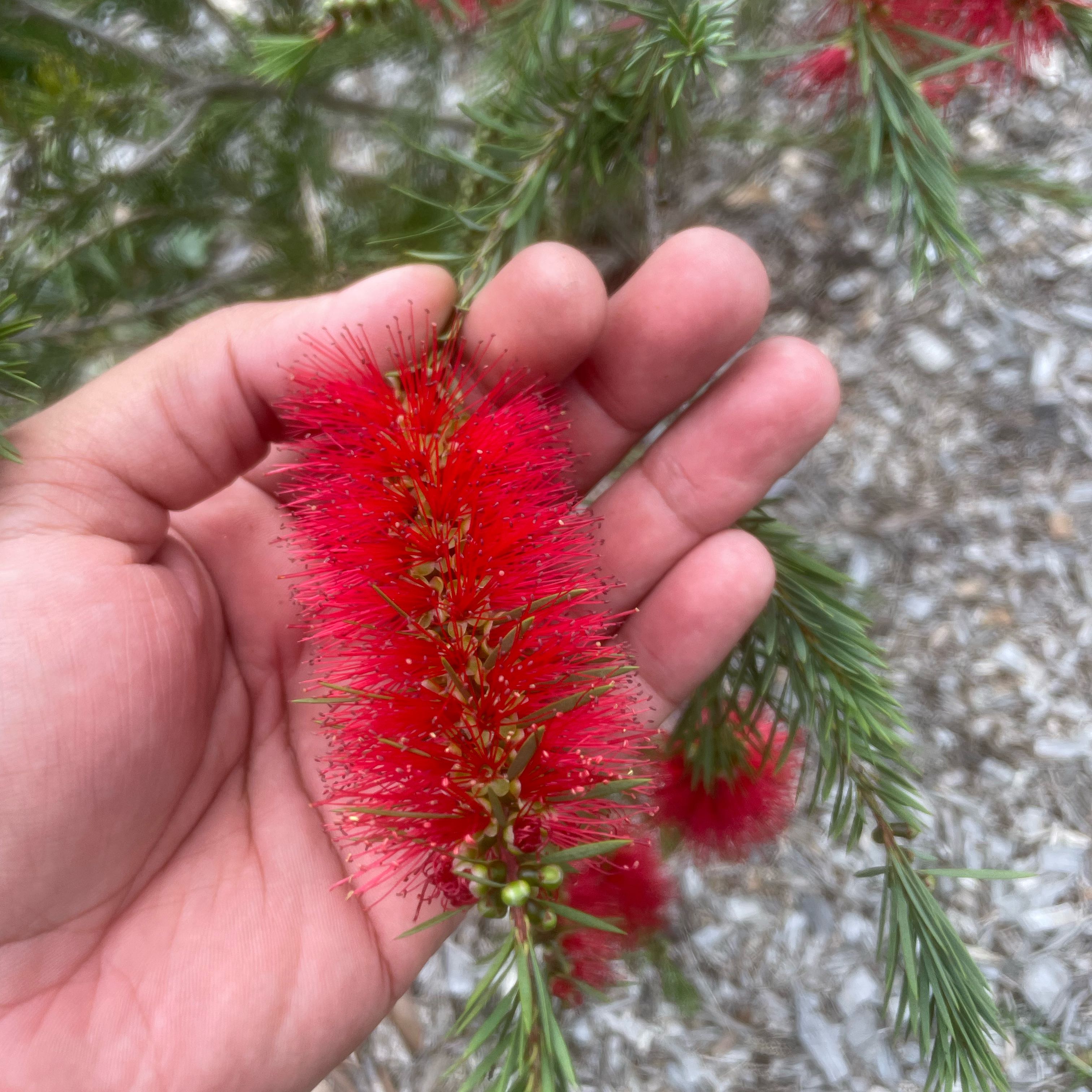 Photo of the plant species European Larch by @FineBluesage71 named Naomi on Greg, the plant care app