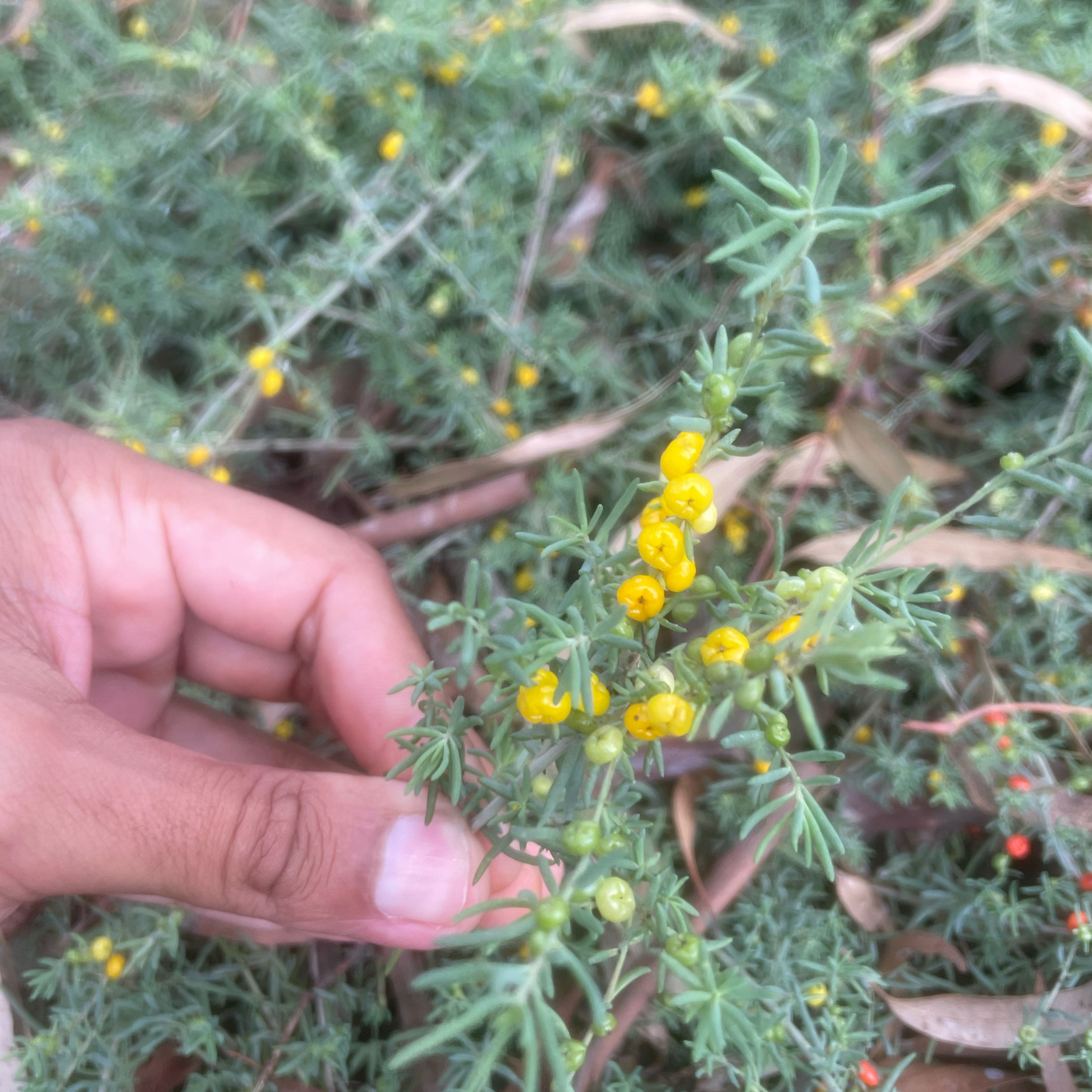 Photo of the plant species Ruby Saltbush by @FineBluesage71 named Anne on Greg, the plant care app