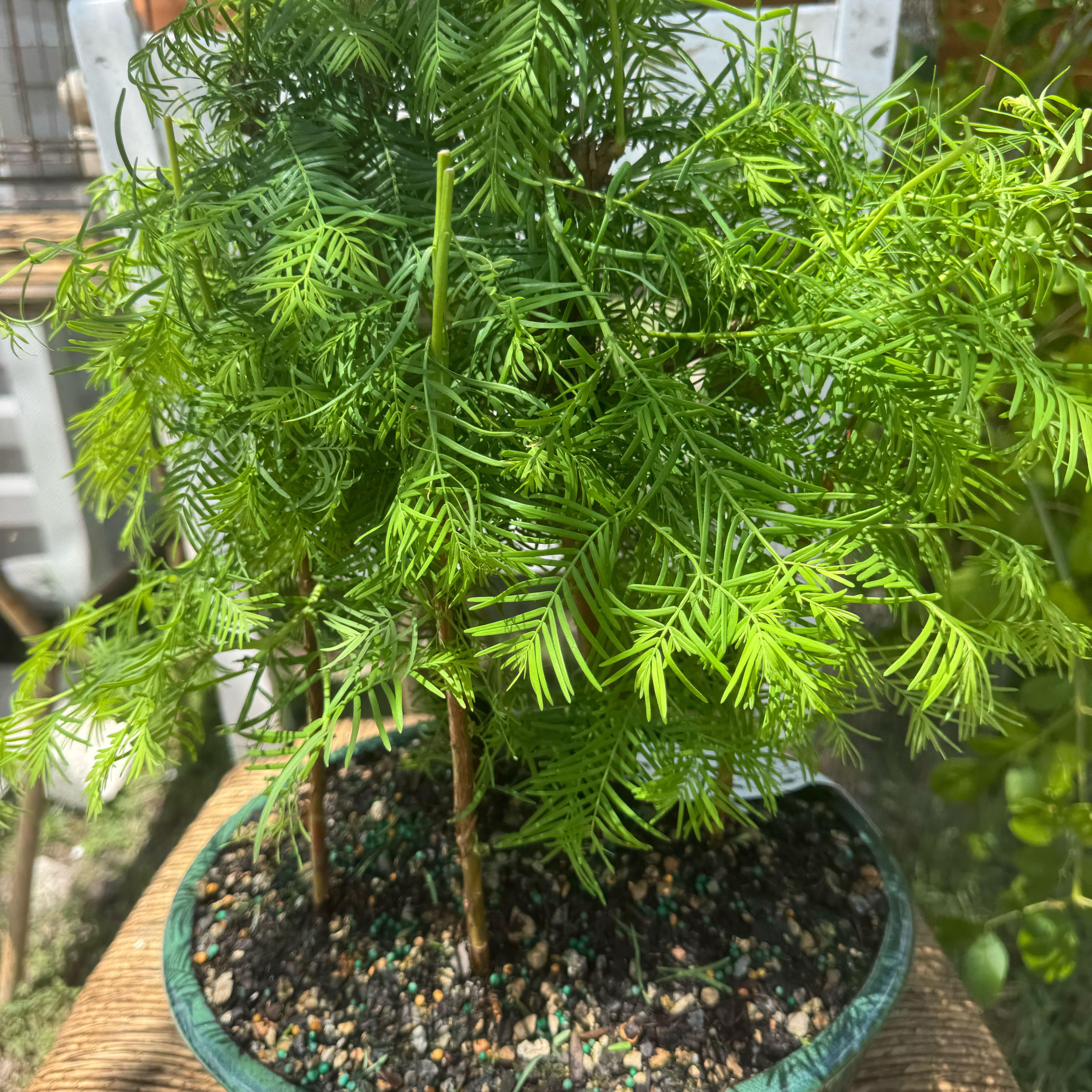 Photo of the plant species Metasequoia Glyptostroboides by @Rezmeck named Midori on Greg, the plant care app