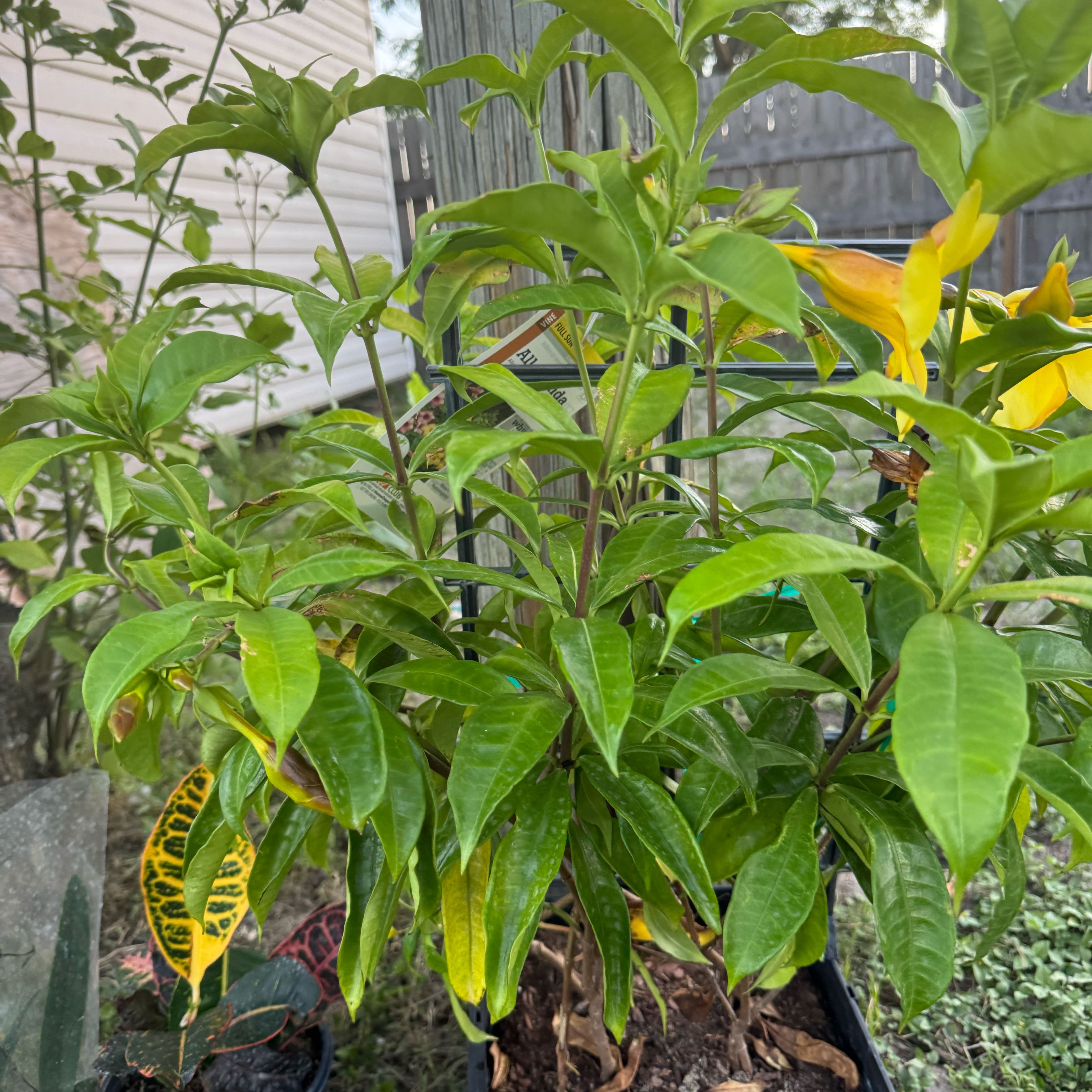 Photo of the plant species Allamanda Cathartica by @Rezmeck named Zeus on Greg, the plant care app