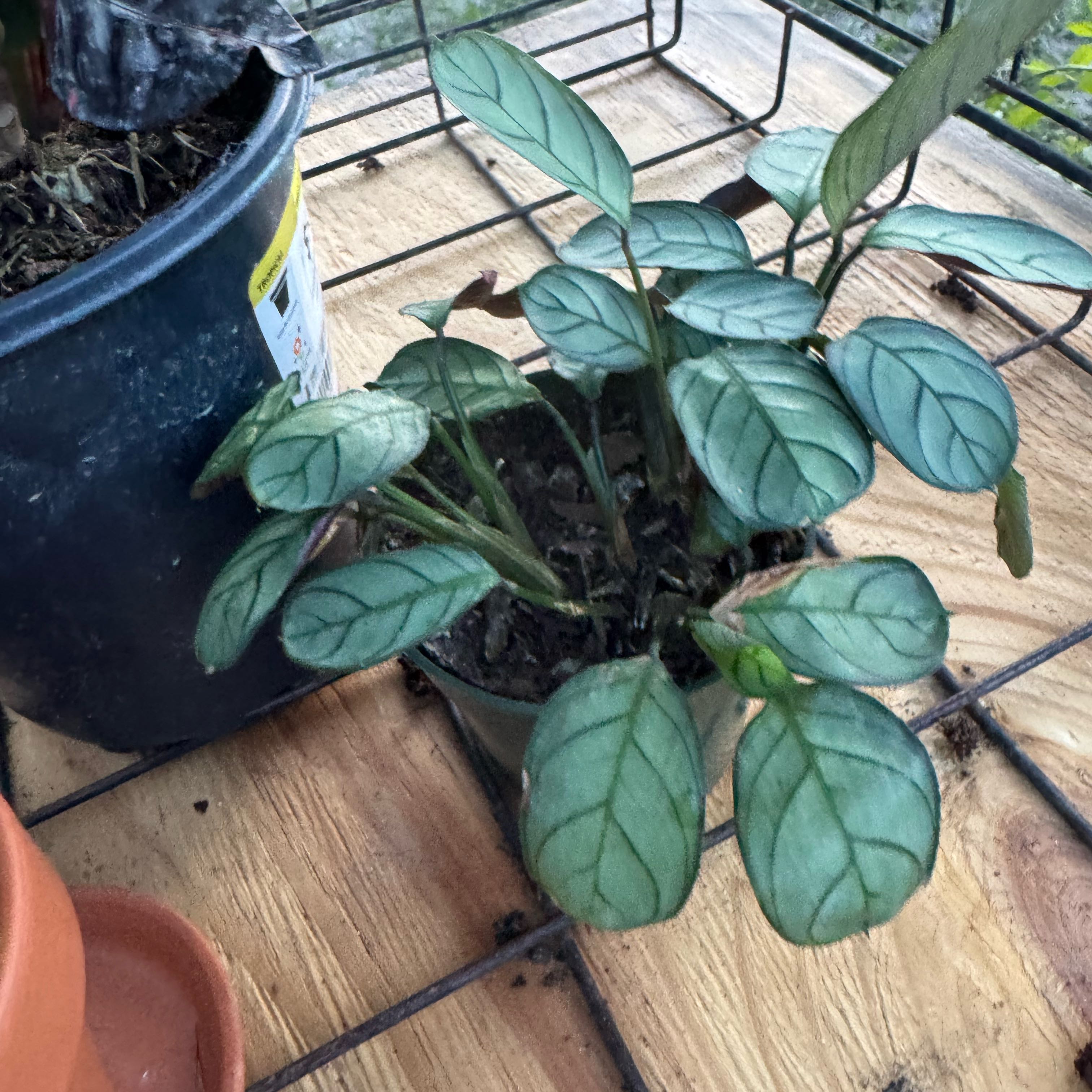 Photo of the plant species Never Never Plant by @Rezmeck named Mochi on Greg, the plant care app