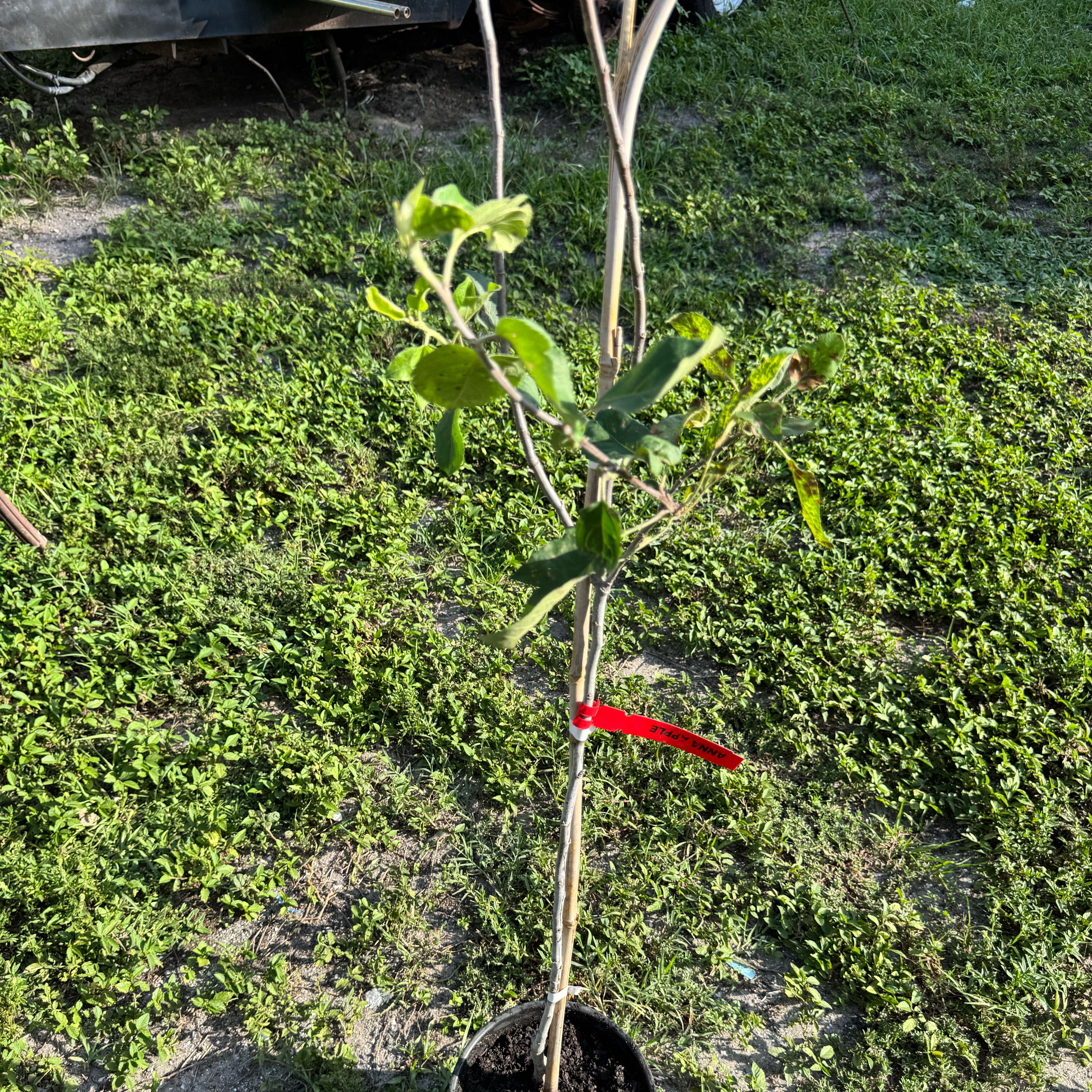 Photo of the plant species Anna Apple by @Rezmeck named Sigmund on Greg, the plant care app