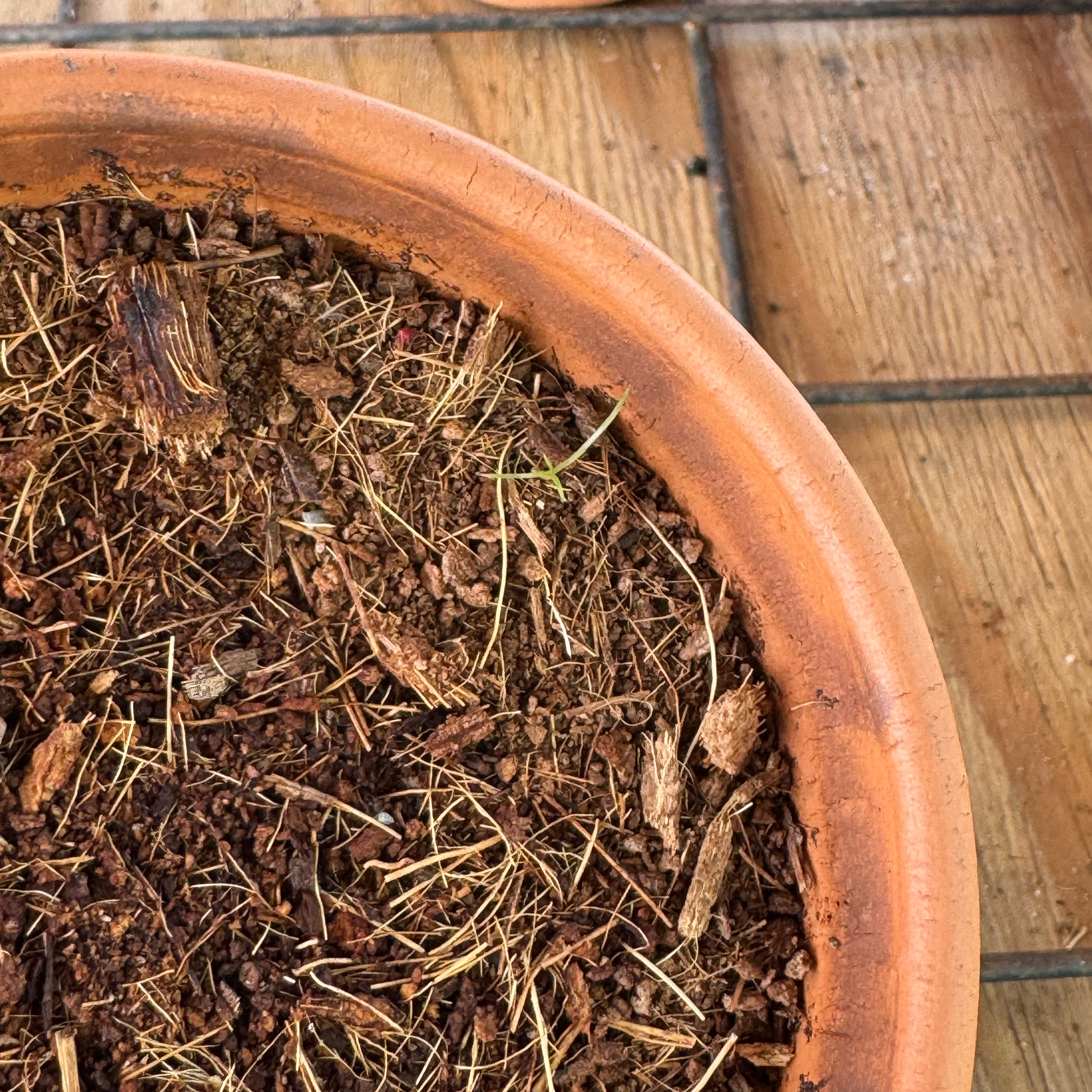 Photo of the plant species Bald Cypress by @Rezmeck named Luna on Greg, the plant care app