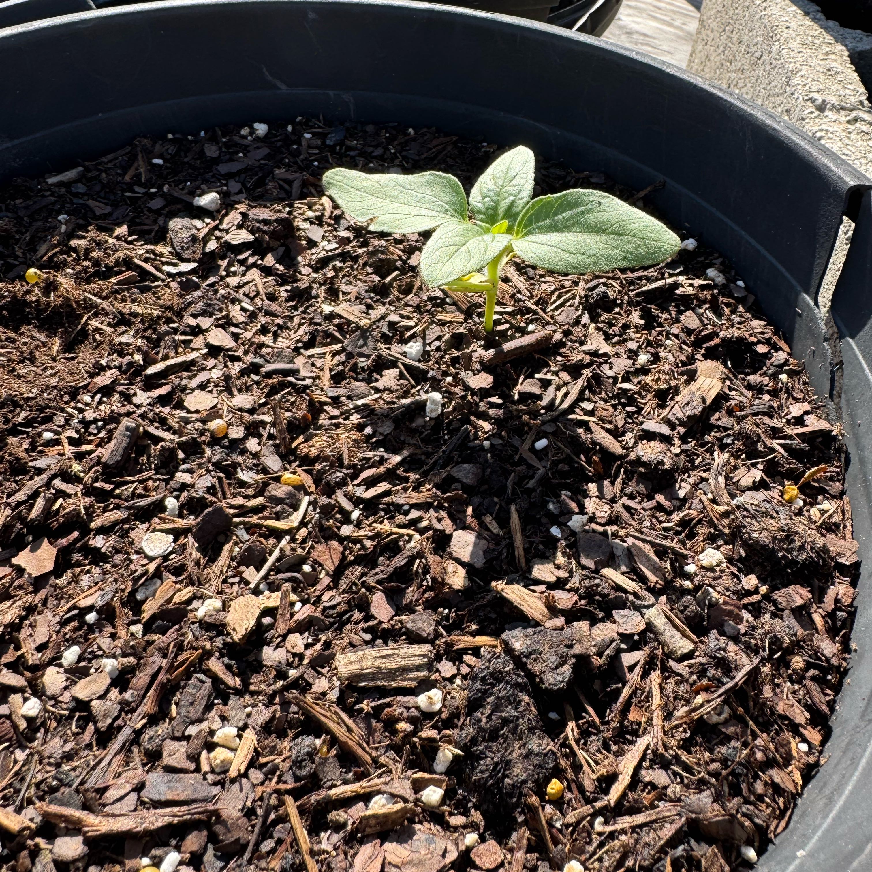 Photo of the plant species Sunspot Dwarf Sunflower by @Rezmeck named Sol on Greg, the plant care app