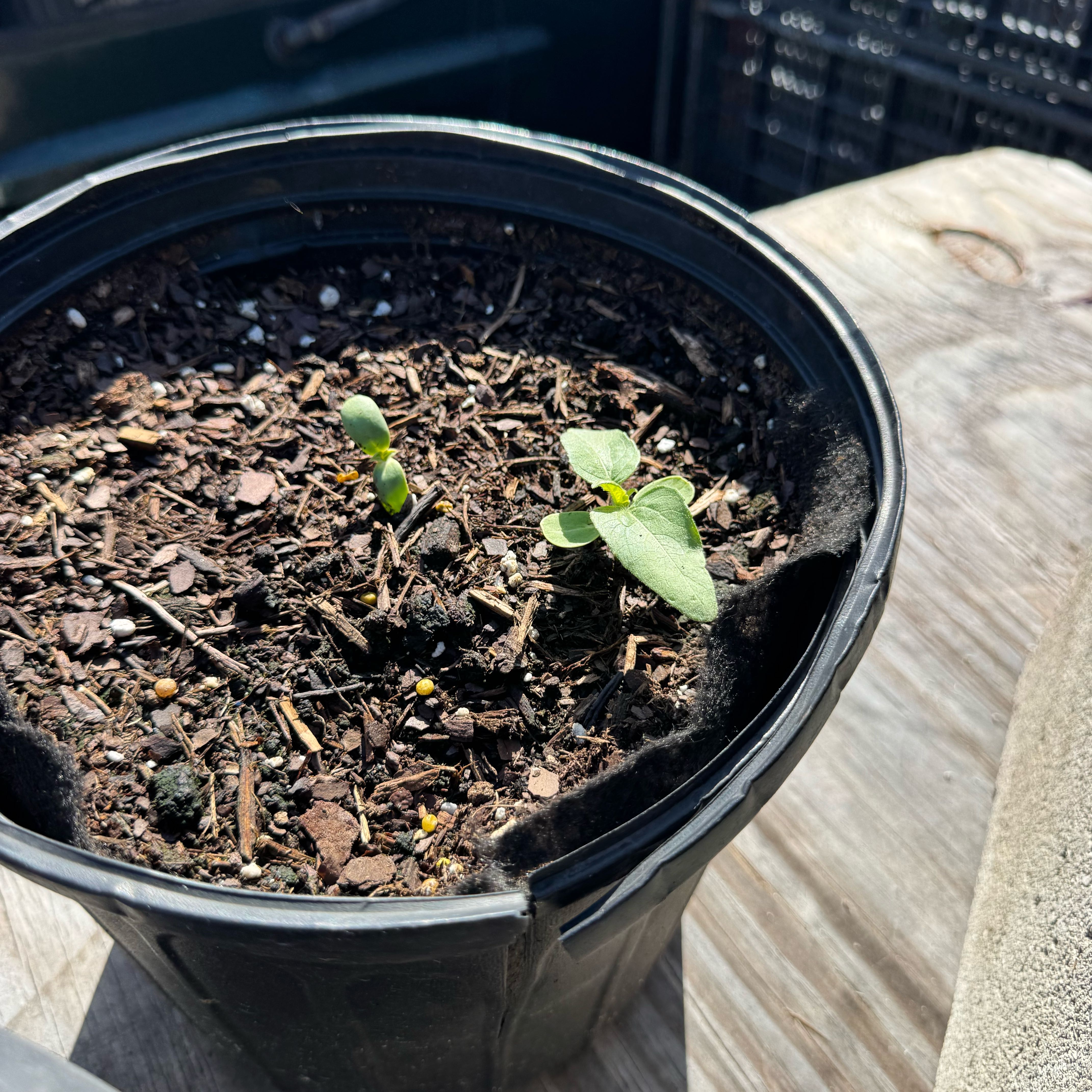Photo of the plant species Sunspot Dwarf Sunflower by @Rezmeck named Helios and Apollo on Greg, the plant care app