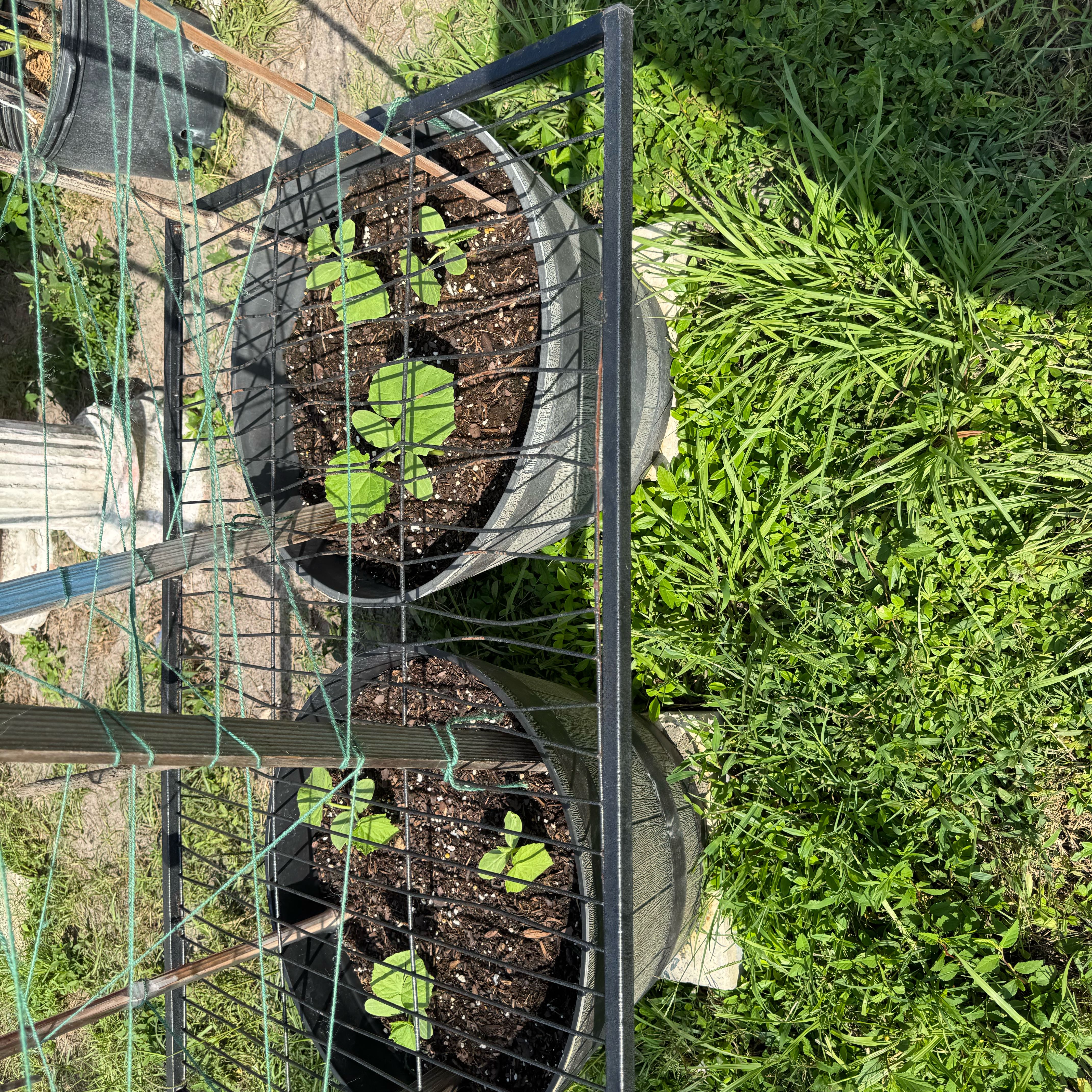 Photo of the plant species Cucumber by @Rezmeck named Bella on Greg, the plant care app