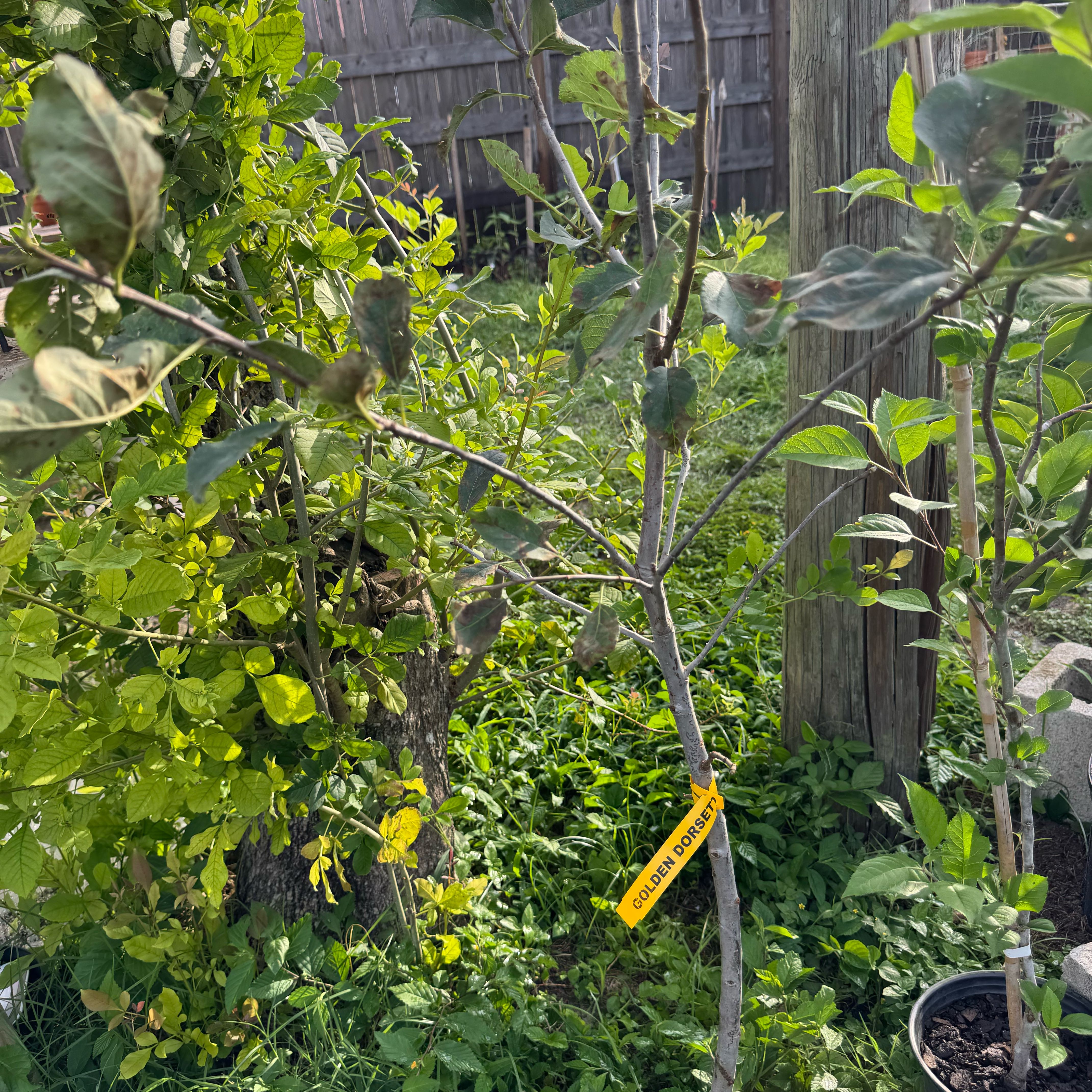 Photo of the plant species Dorsett Golden Apple Tree by @Rezmeck named Terra on Greg, the plant care app
