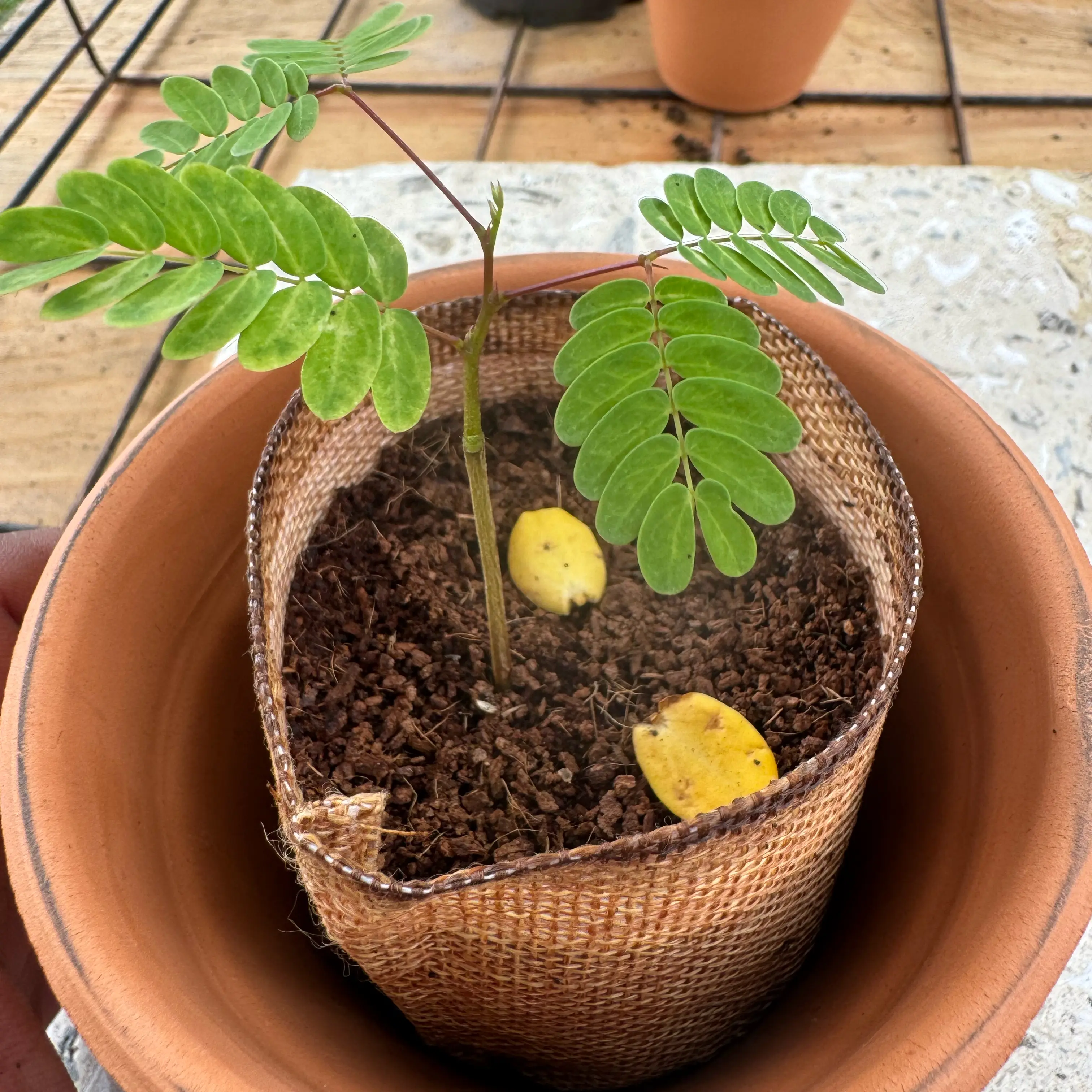 Photo of the plant species Acacia by @Rezmeck named Leaflet on Greg, the plant care app