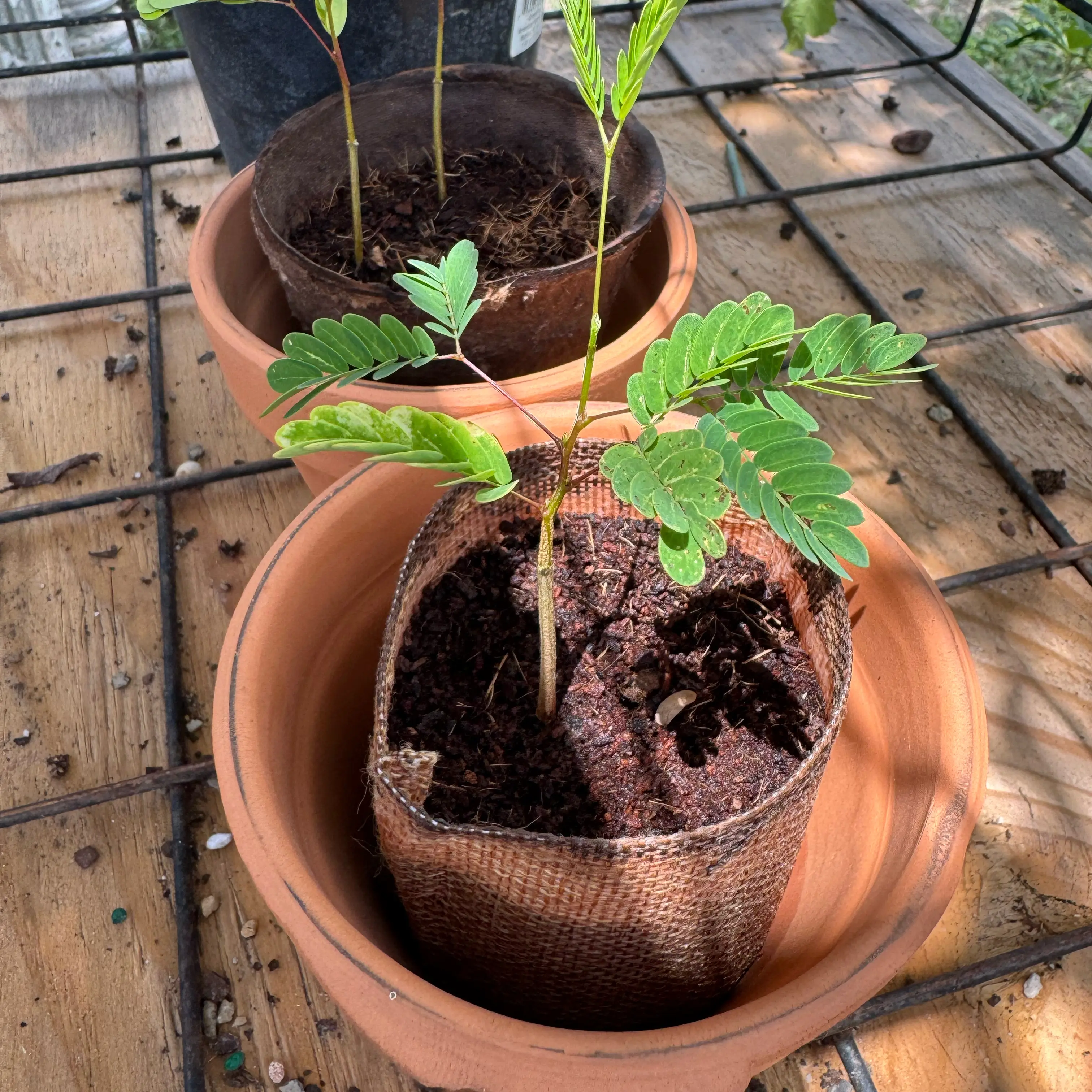 Photo of the plant species Acacia by @Rezmeck named Akira on Greg, the plant care app