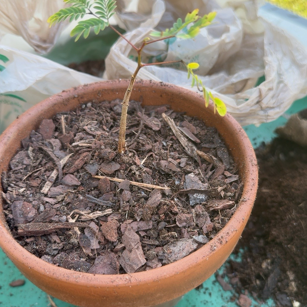 Photo of the plant species Acacia by @Rezmeck named Akira on Greg, the plant care app
