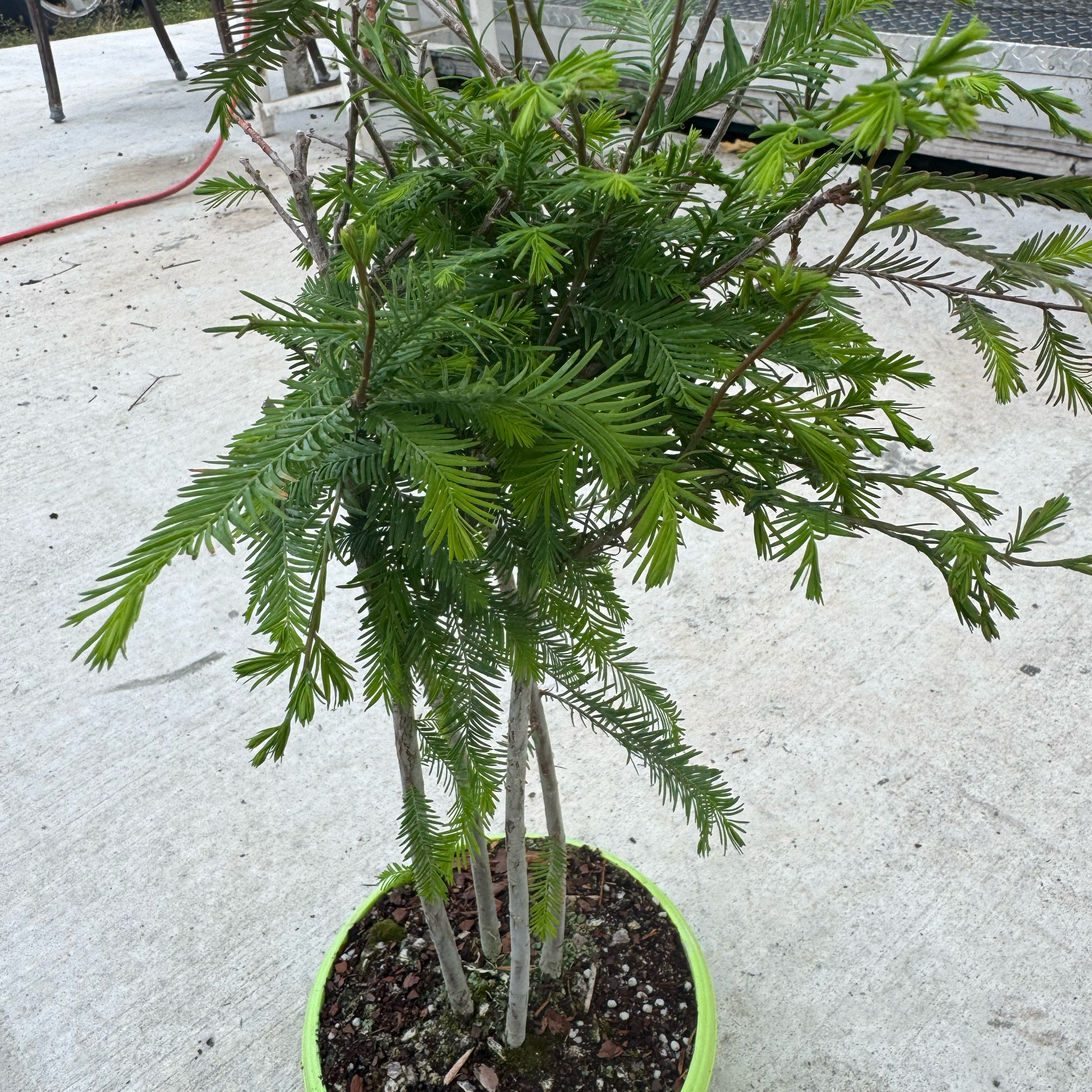 Photo of the plant species Bald Cypress by @Rezmeck named Gobi on Greg, the plant care app