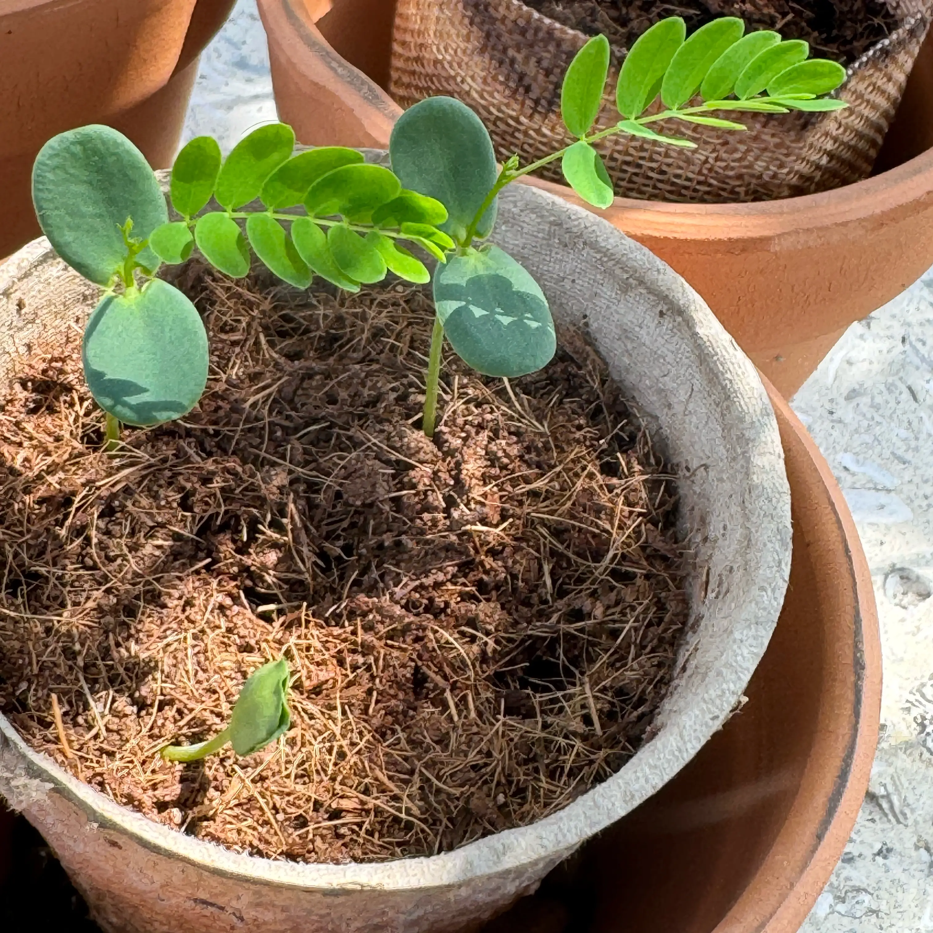 Photo of the plant species Rupp's Wattle by @Rezmeck named Rosa on Greg, the plant care app