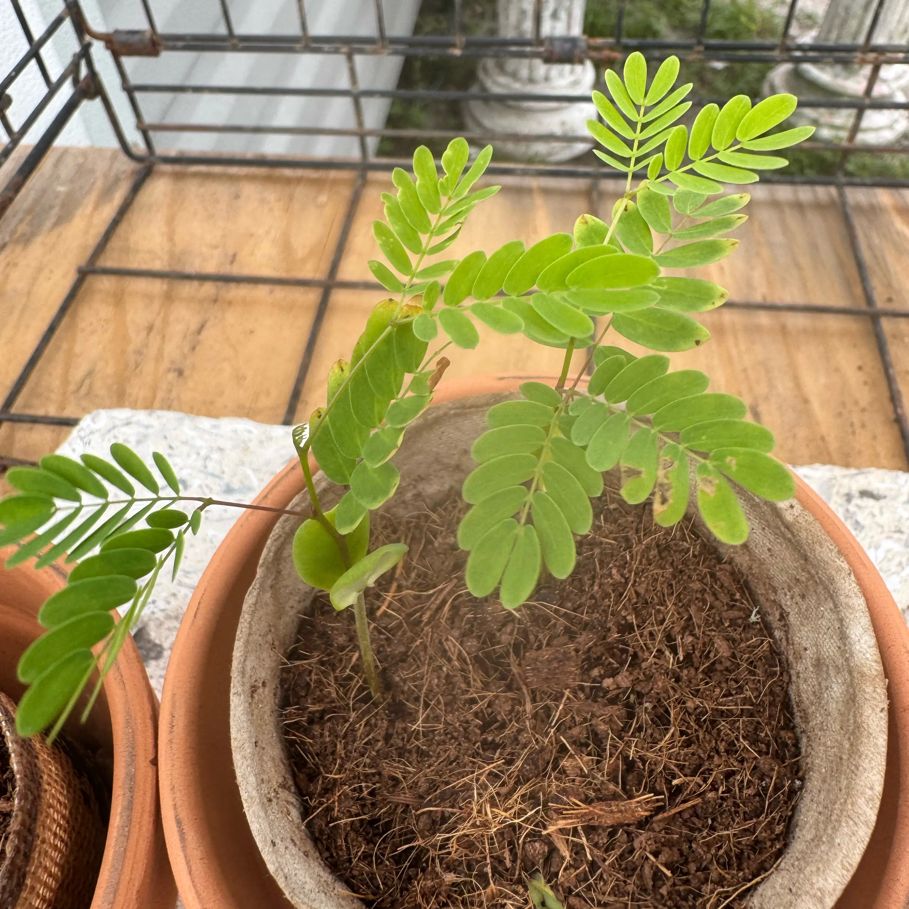 Photo of the plant species Rupp's Wattle by @Rezmeck named Ren and Stimpy on Greg, the plant care app