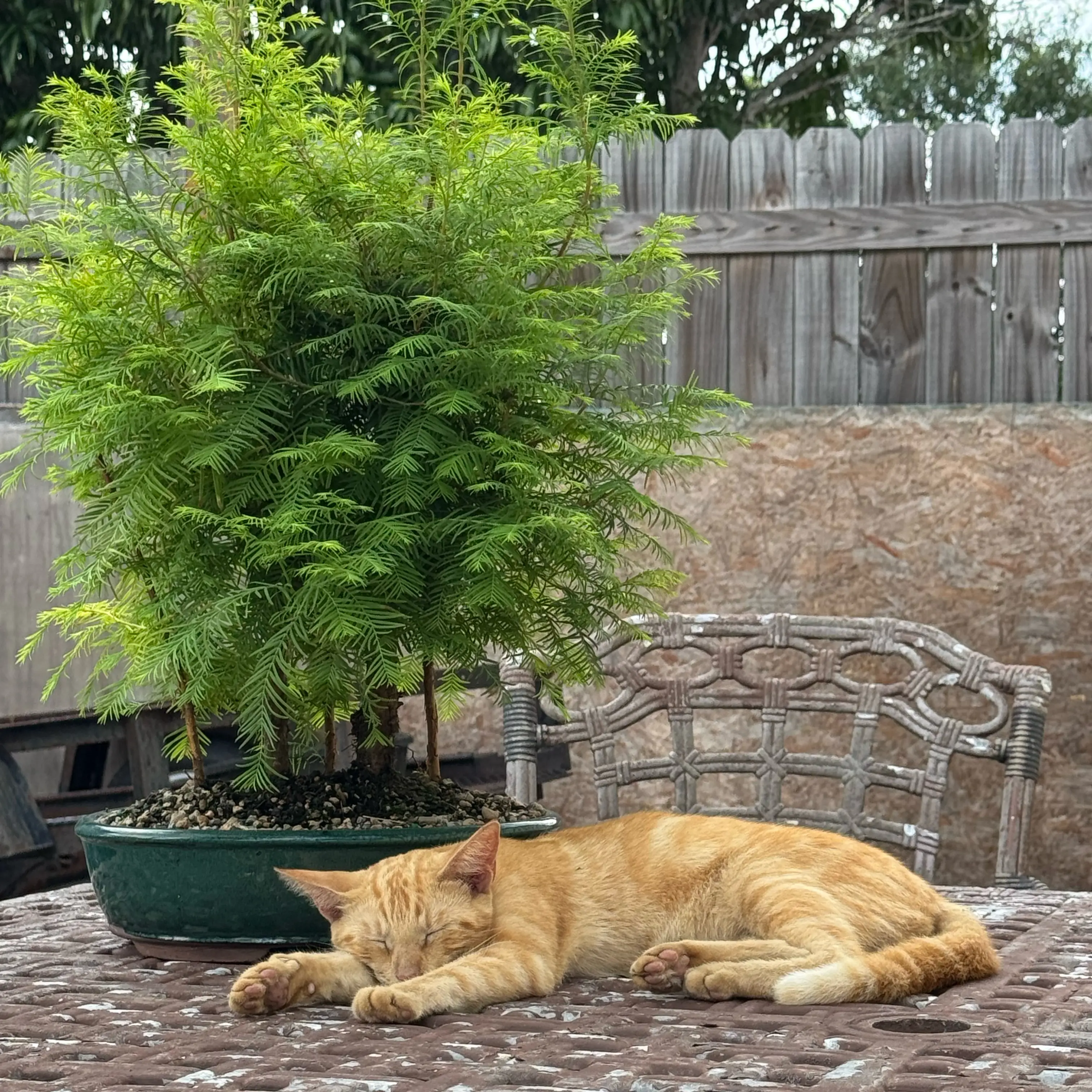 Photo of the plant species Metasequoia Glyptostroboides by @Rezmeck named Midori on Greg, the plant care app