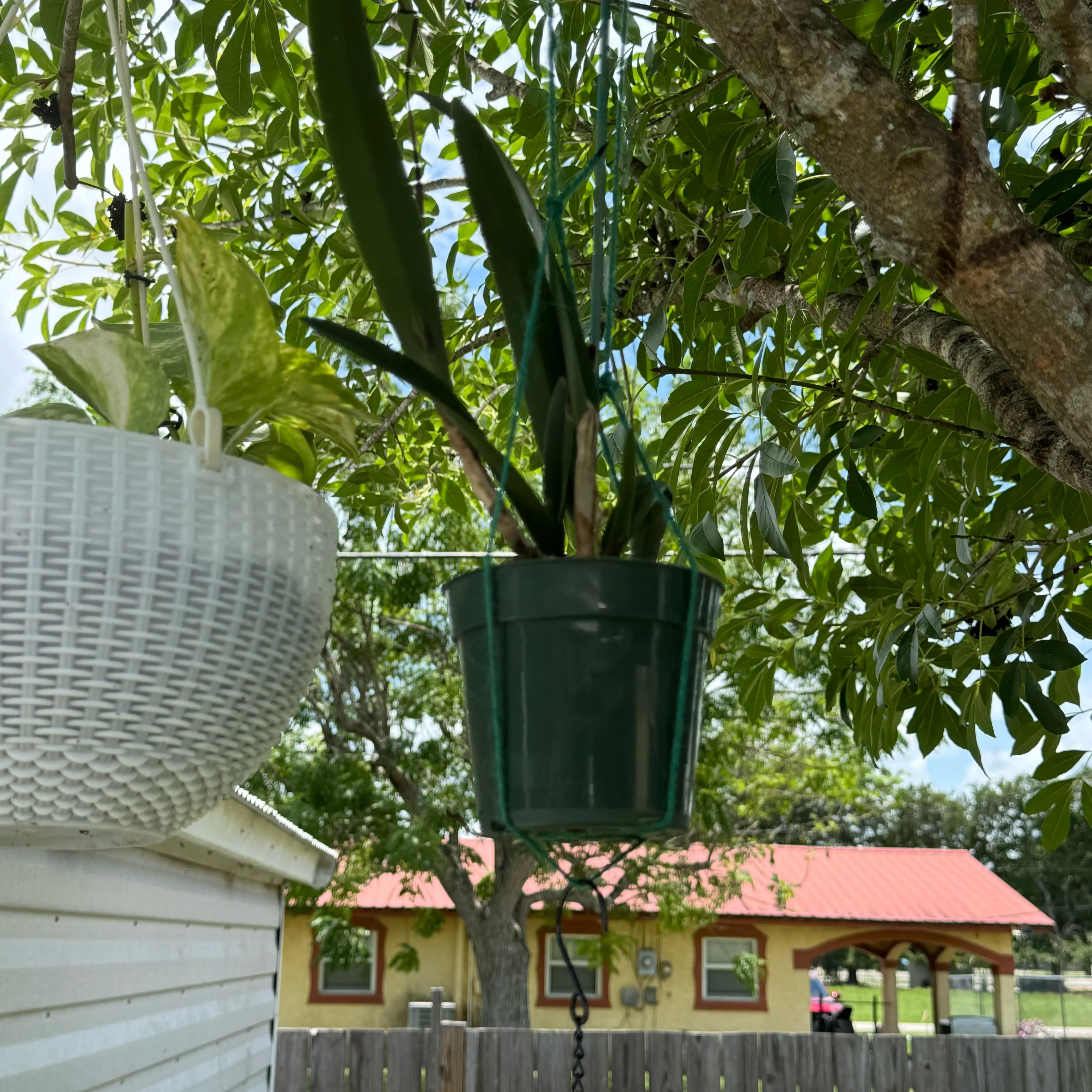 Photo of the plant species Cattleya Orchid by @Rezmeck named Wall-E on Greg, the plant care app