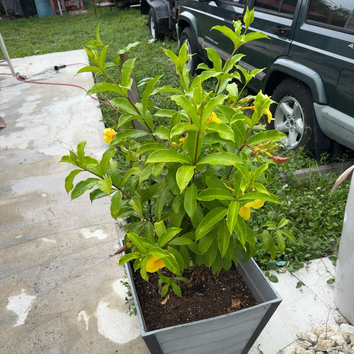 Photo of the plant species Allamanda Cathartica by @Rezmeck named Zeus on Greg, the plant care app