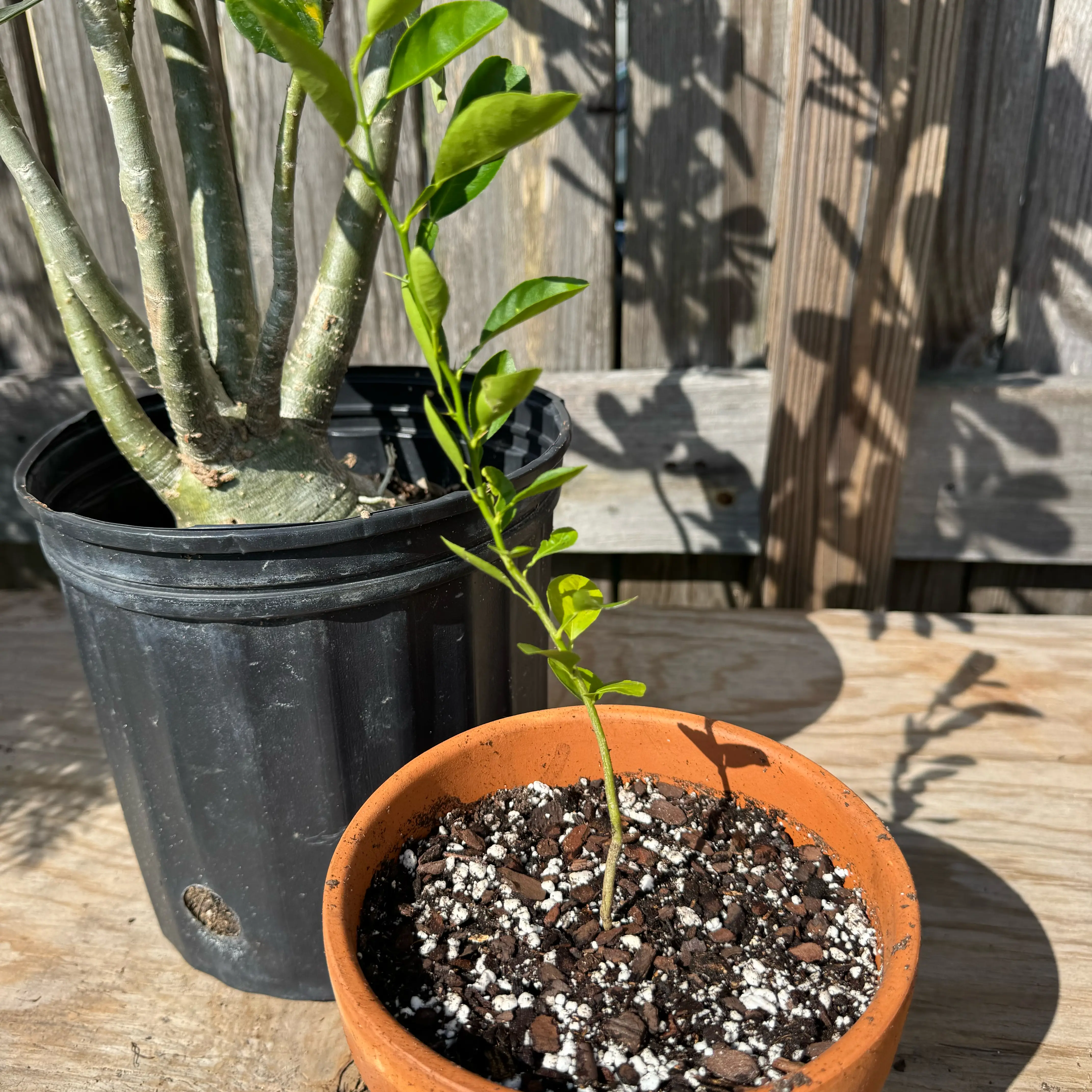 Photo of the plant species Lime Tree by @Rezmeck named Lemmy on Greg, the plant care app