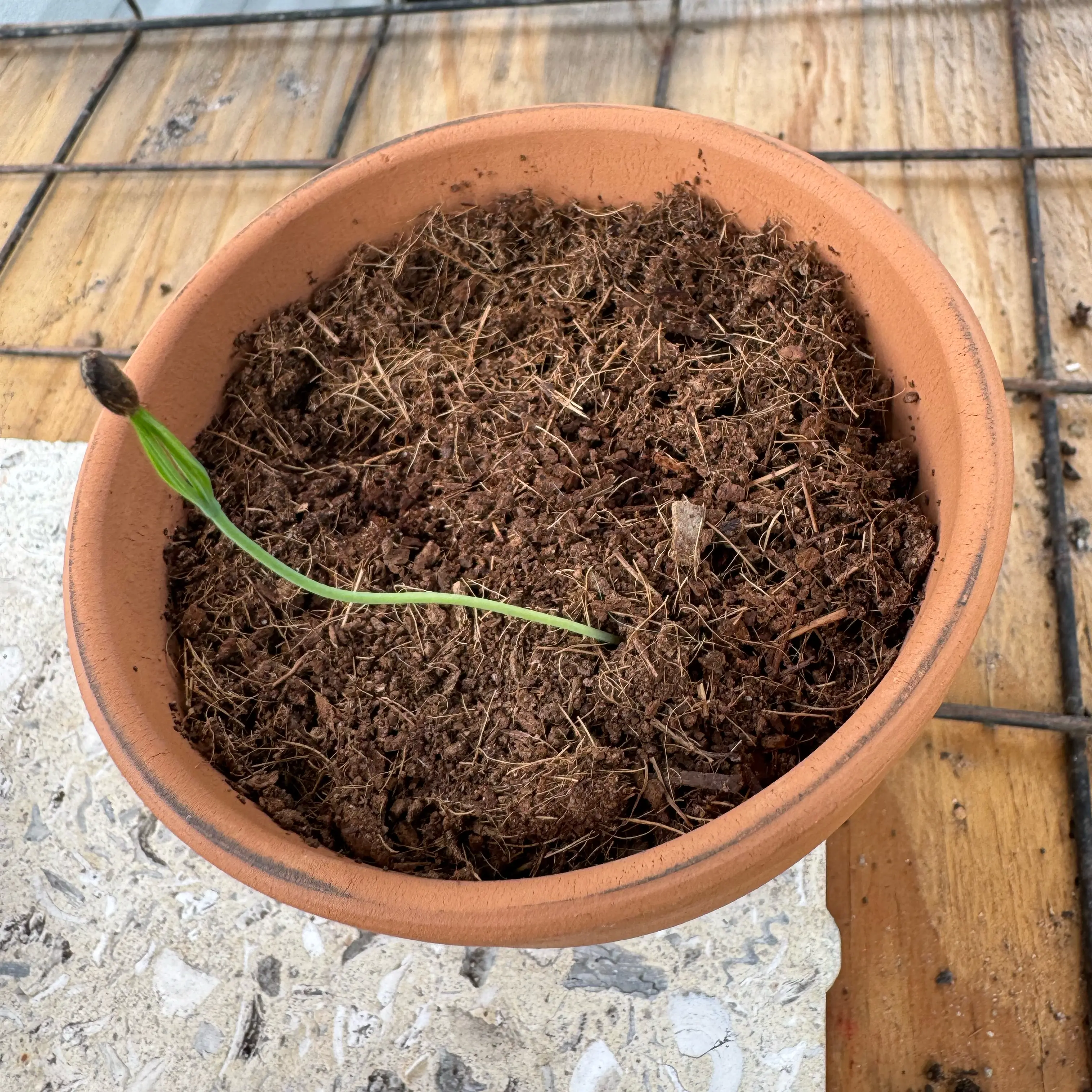 Photo of the plant species Japanese black pine by @Rezmeck named Darwin on Greg, the plant care app