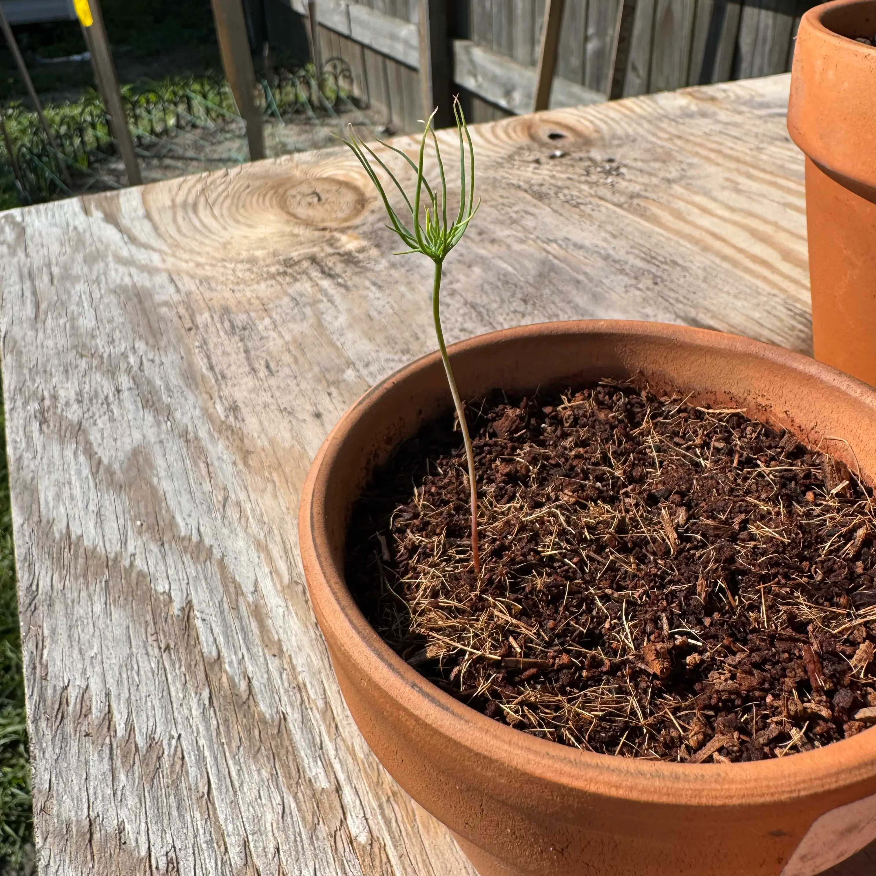 Photo of the plant species Japanese black pine by @Rezmeck named Darwin on Greg, the plant care app