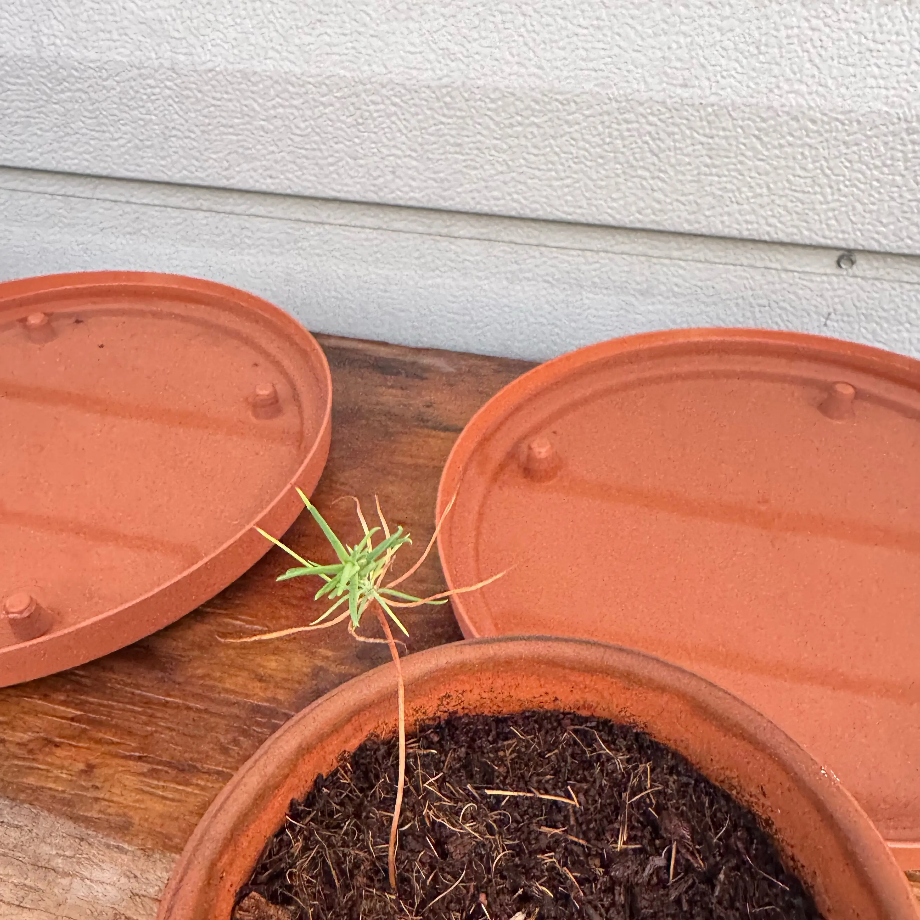 Photo of the plant species Japanese black pine by @Rezmeck named Darwin on Greg, the plant care app