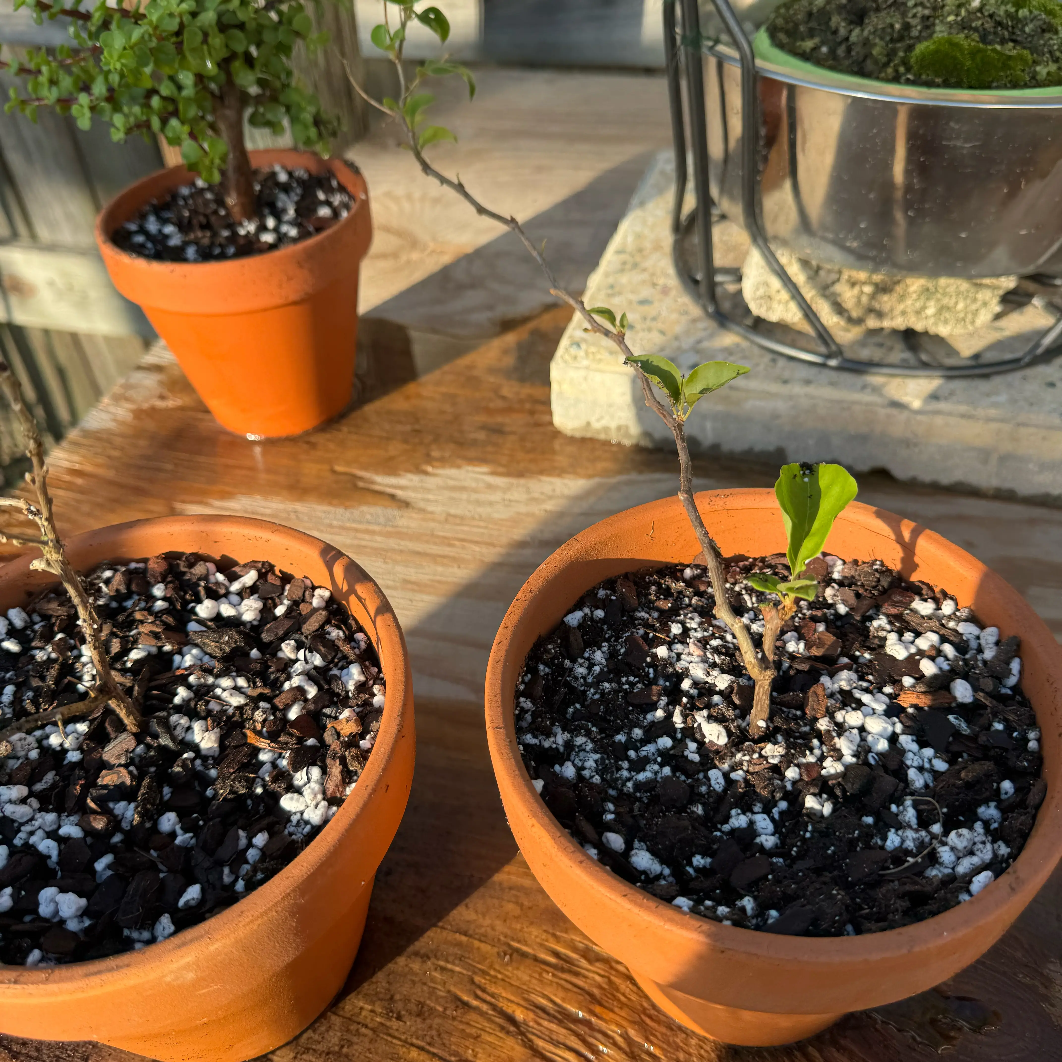 Photo of the plant species Bougainvillea by @Rezmeck named Athena on Greg, the plant care app