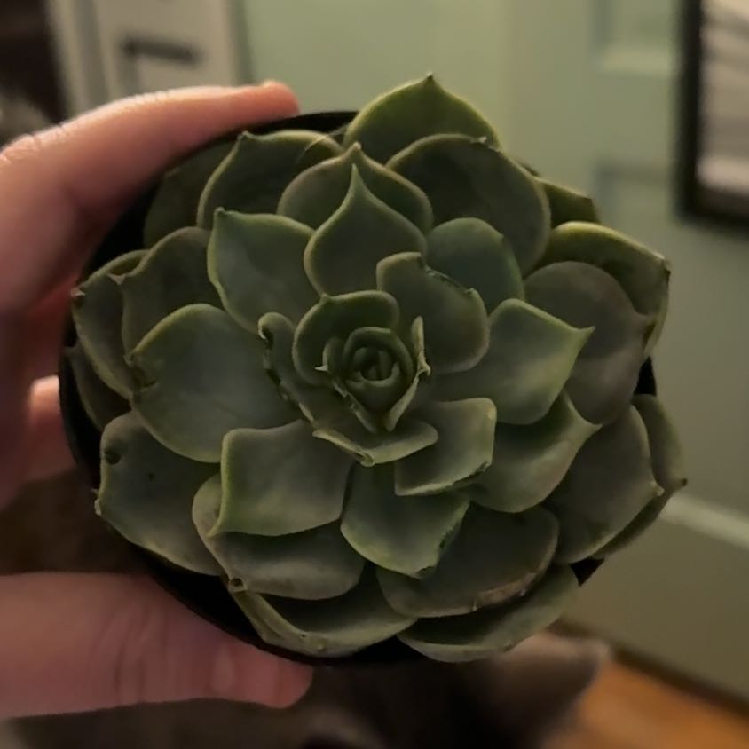 Photo of the plant species Echeveria Hybrid by @YesAntplant72 named Sonora on Greg, the plant care app