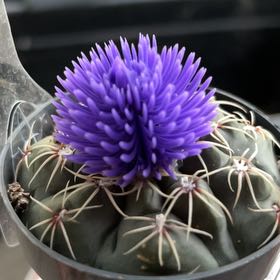 Photo of the plant species Cardoon by @FitAmethius13 named Clooney on Greg, the plant care app