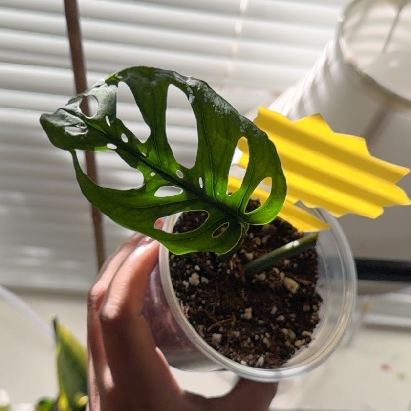 Photo of the plant species Monstera esqueleto by @UndoubtedRuby45 named Baesil on Greg, the plant care app