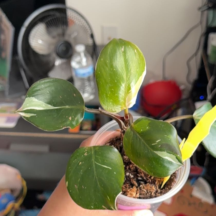 Photo of the plant species White Knight Philodendron by @UndoubtedRuby45 named Oscar on Greg, the plant care app