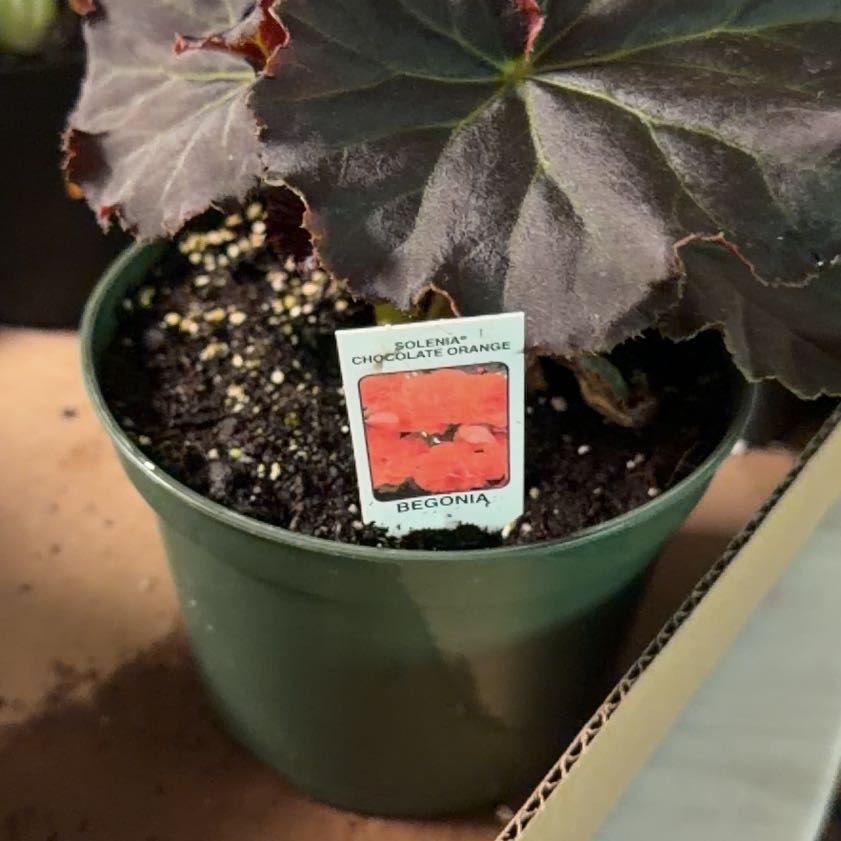 Photo of the plant species Begonia 'Solenia Chocolate Orange' by @UndoubtedRuby45 named Luna on Greg, the plant care app